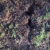 Foto holen en sporen